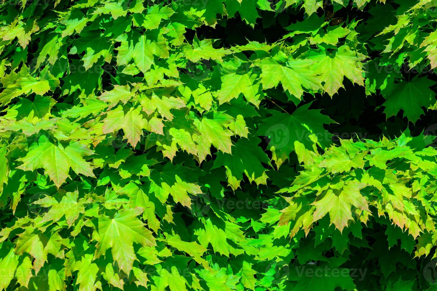 Norway maple - Acer platanoides, young green foliage of a tree in the spring sun photo