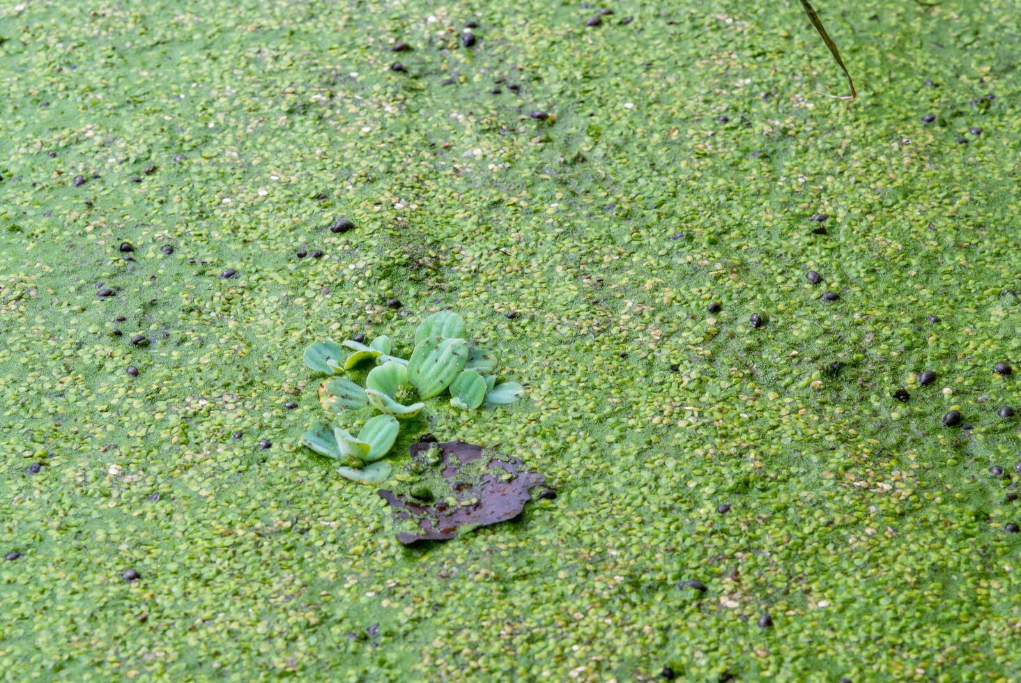 Tropical Pistia in a lake completely overgrown with duckweed and Wolffia in Odessa photo