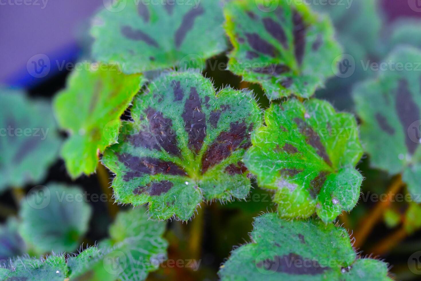 Begonia sp. - Close-up of a green-red leaf of a begonia plant from a collection photo