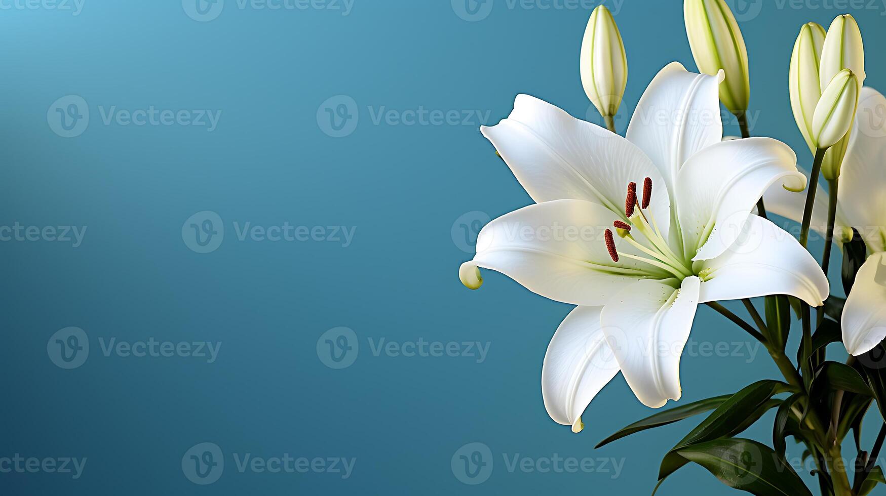 White lily flower on a blue background with copy space for text sympathy card photo