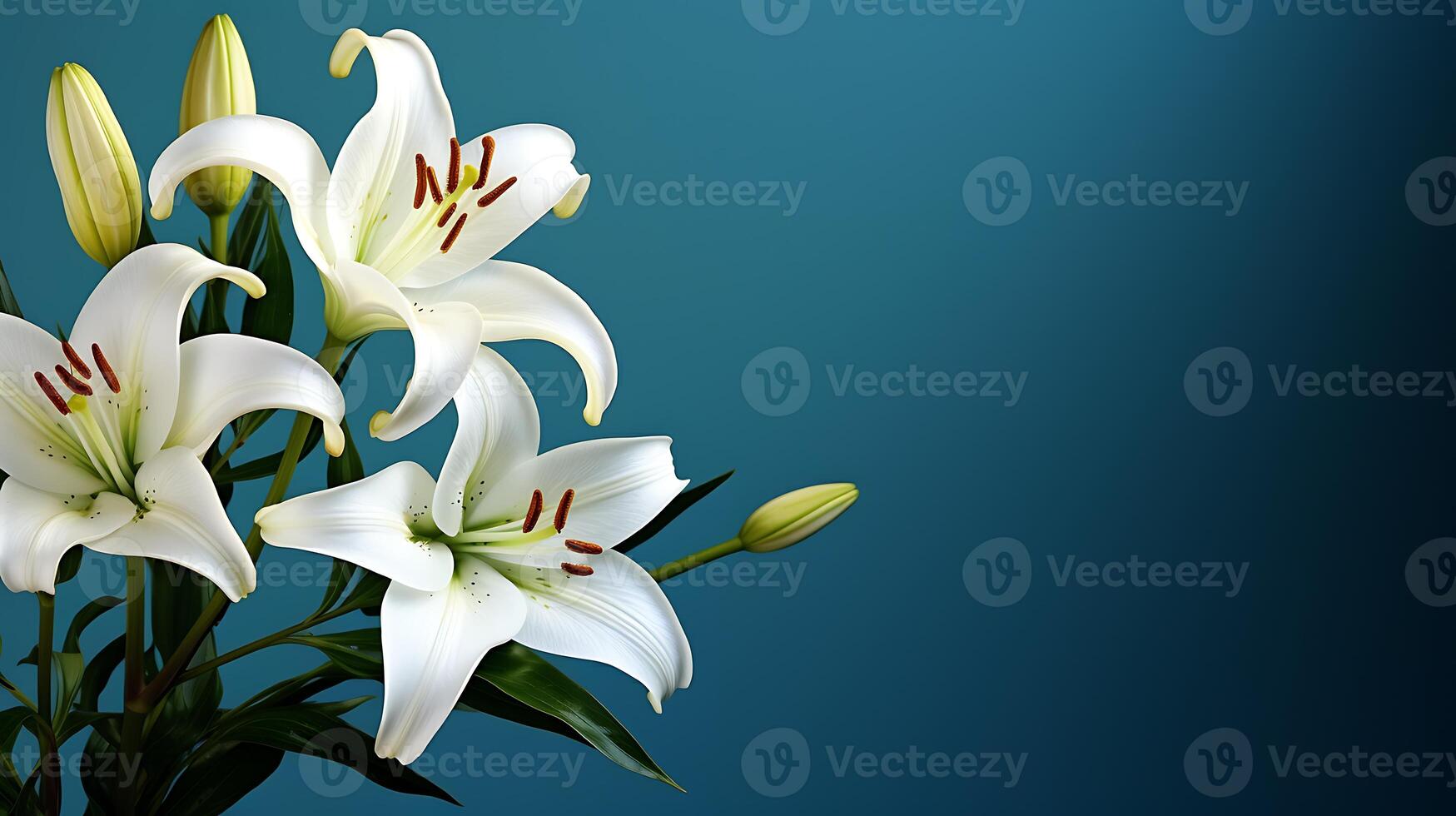 White lilies on a blue background with copy space for text photo