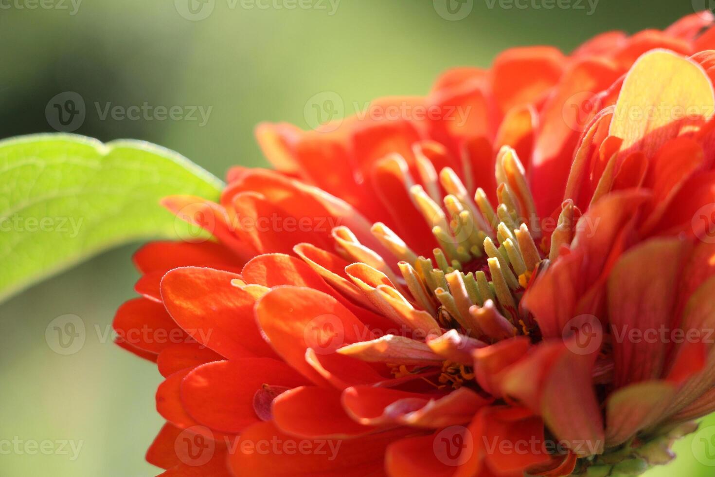 Red zinnia flower. Summer botanical vibe. photo