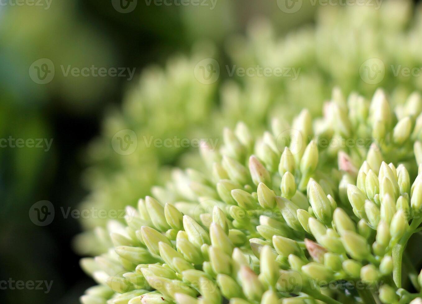 The small flowers of Sedum prominent bloom in late summer with copy space. photo