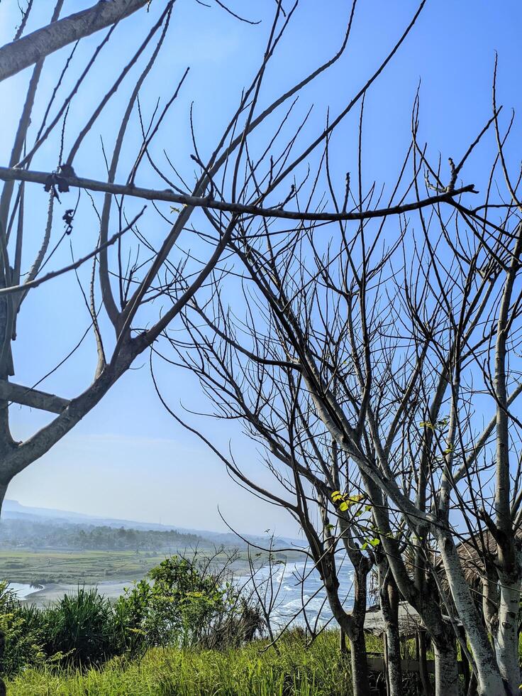 Dry tropical tree branches on a beach island with beautiful blue sky photo