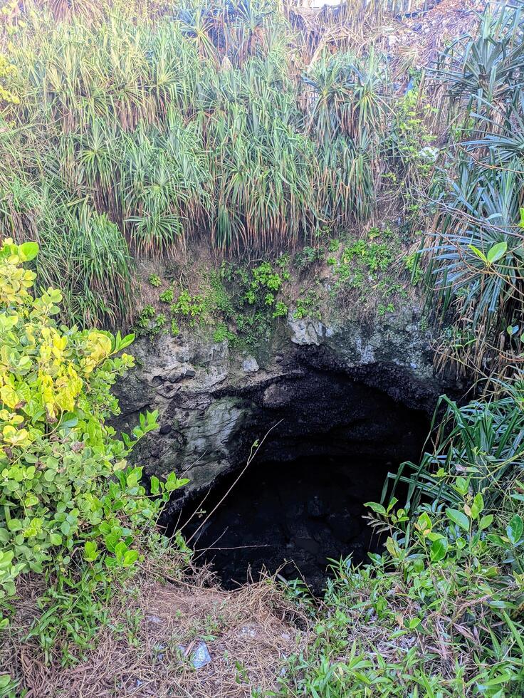 A large hole on the beach among sea pandan plants photo