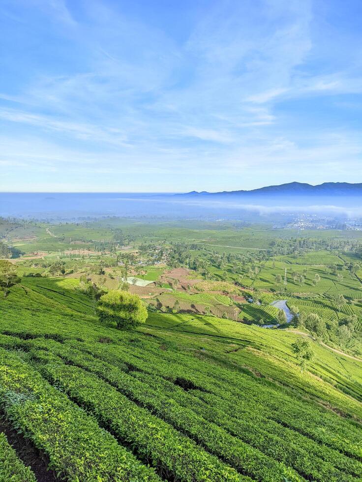 Calm atmosphere on a cold morning shrouded in fog. The view from the plateau shows expanses of Wayang Windu tea gardens photo