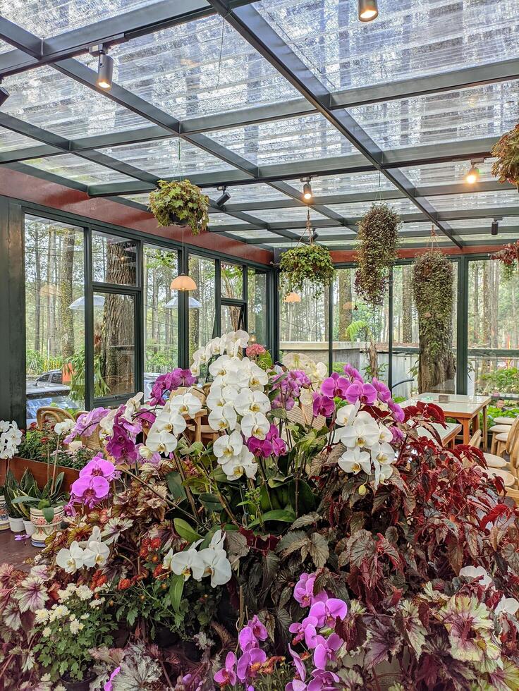 Orchid flower garden in the middle of the greenhouse photo