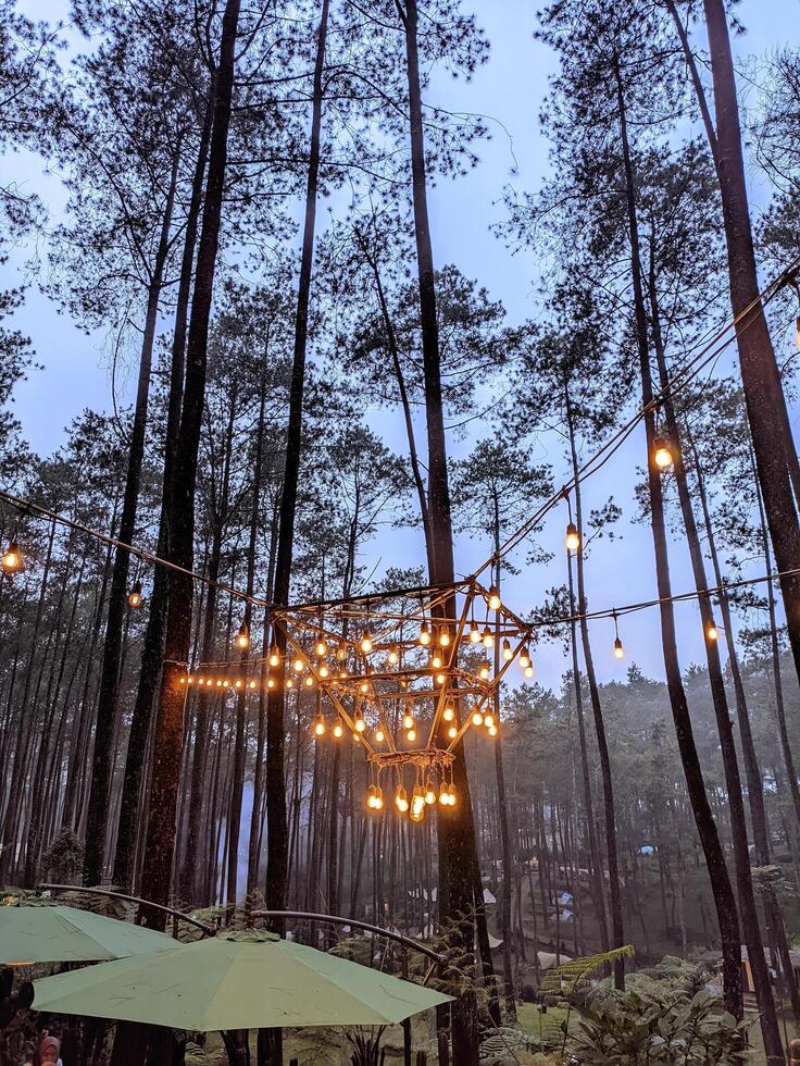 Light hanging lamp in the middle of a pine forest at a La Pinea cafe photo