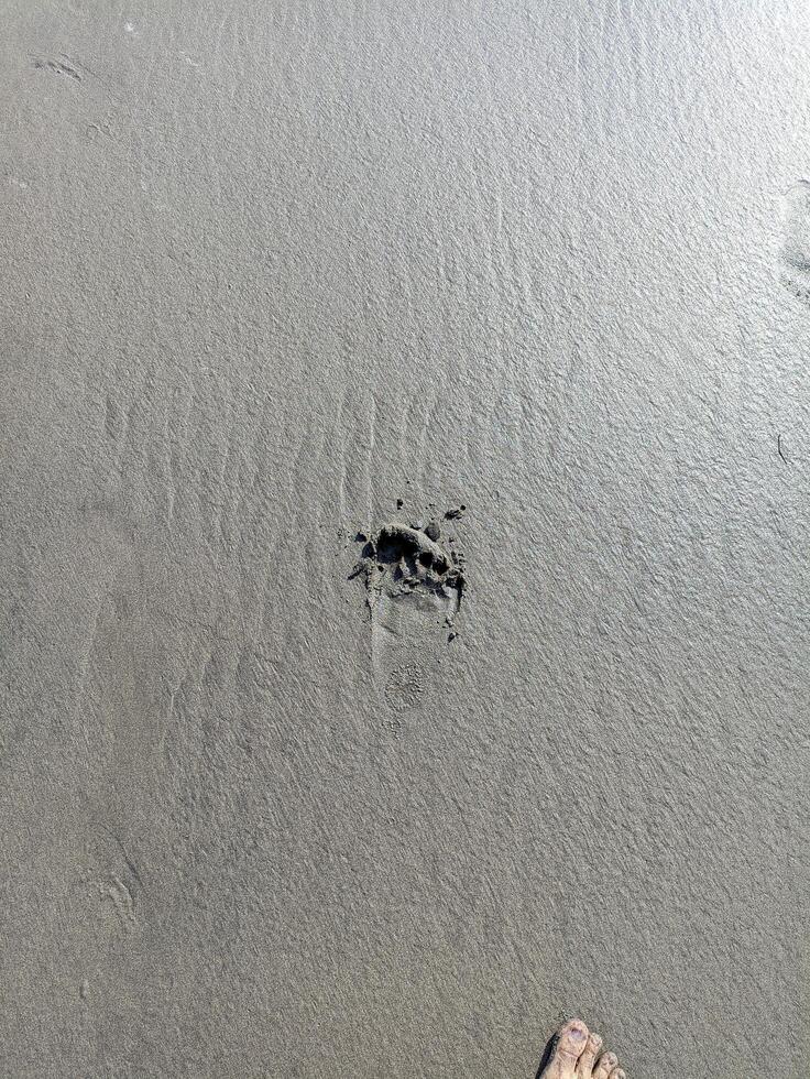 footprints on the gray beach sand photo