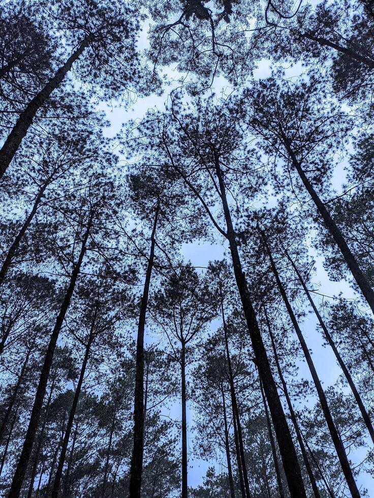 Pine tree tops photographed from below photo