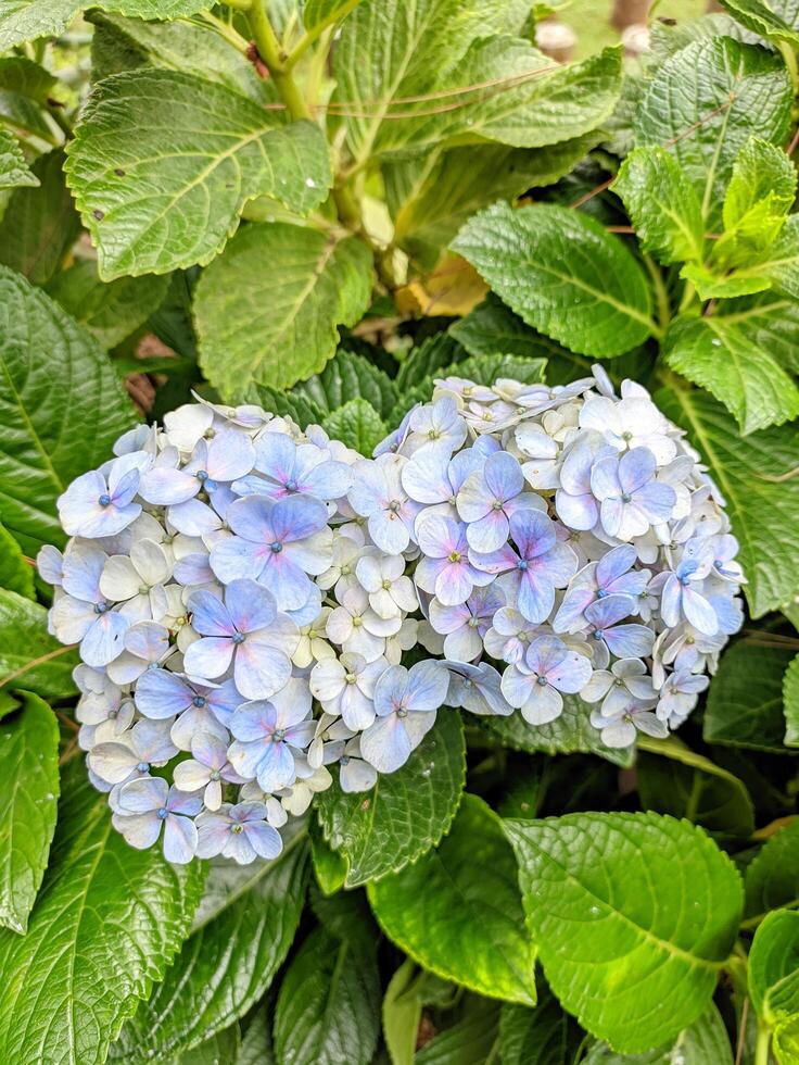 White Hydrangea flowers with purple gradations grow abundantly and beautifully in gardens near highland mountains photo