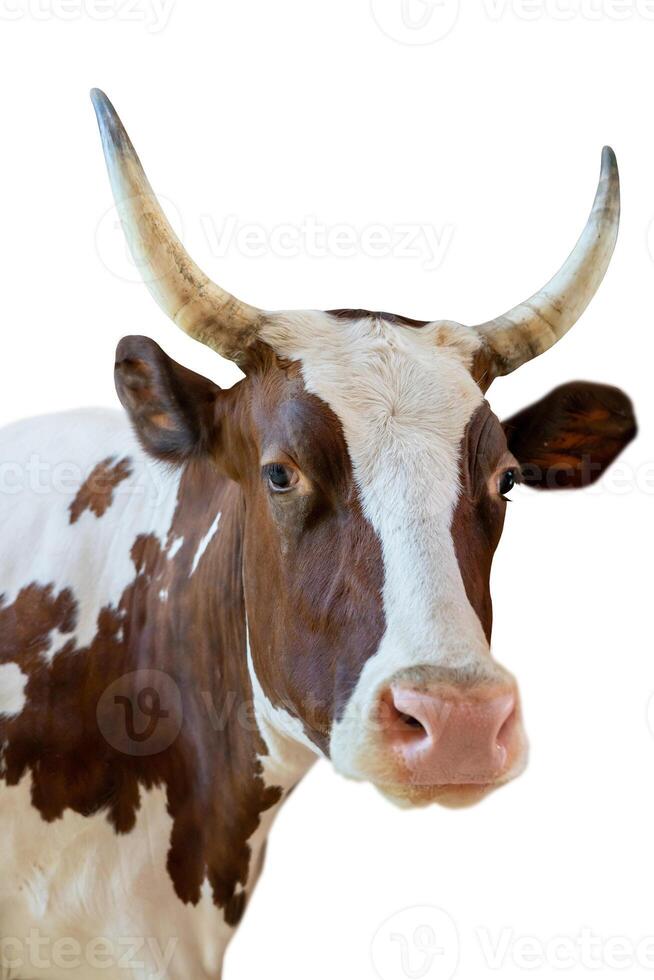 Cow is a domestic mammal on a white background. photo