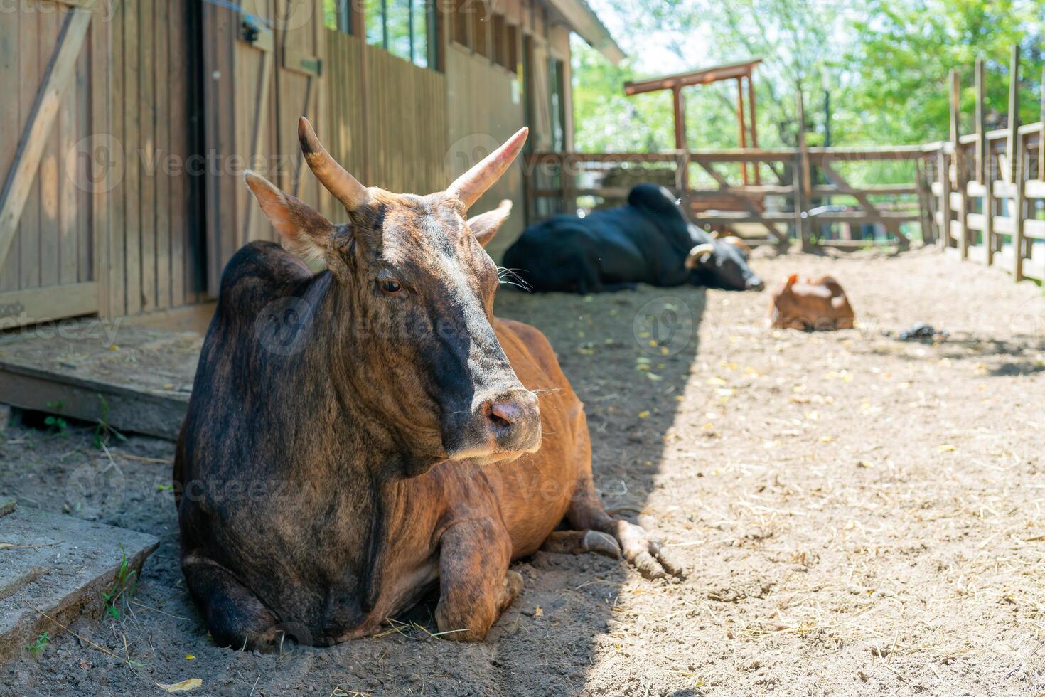 Brown cow on a farm on a summer day. Cute pet. photo