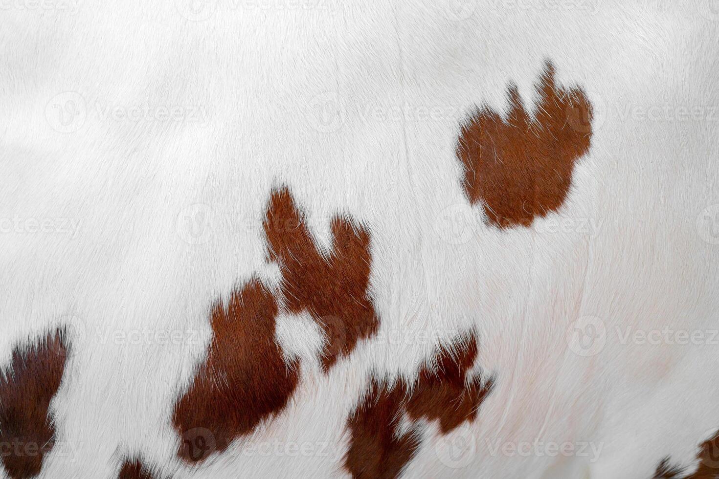 The skin of a white cow with brown spots. Animal fur. Natural background. Warm fluffy surface. photo
