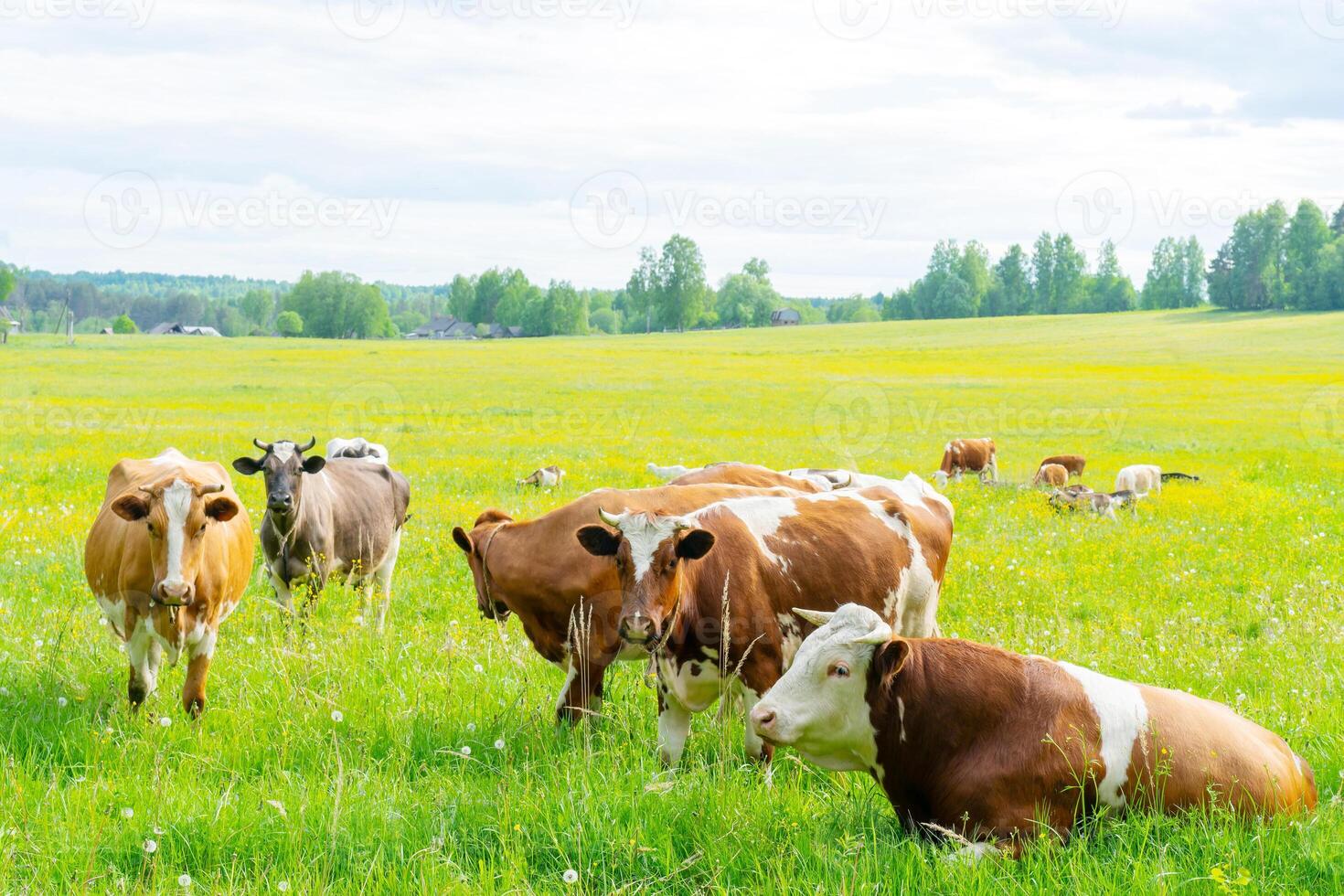A herd of cows grazes on a green meadow. Summer day at the farm. photo