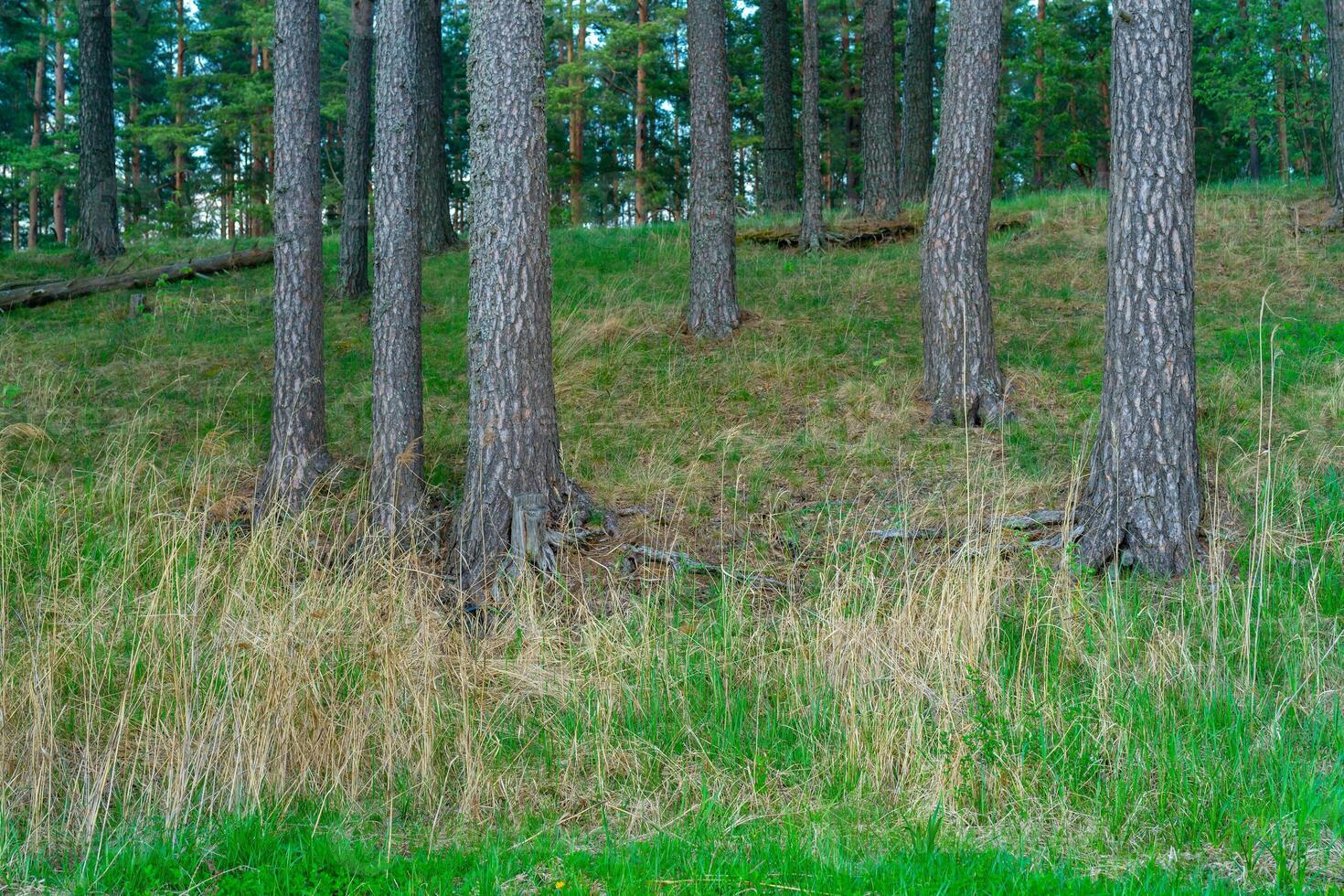 Trunks of old pine trees in the summer forest. photo