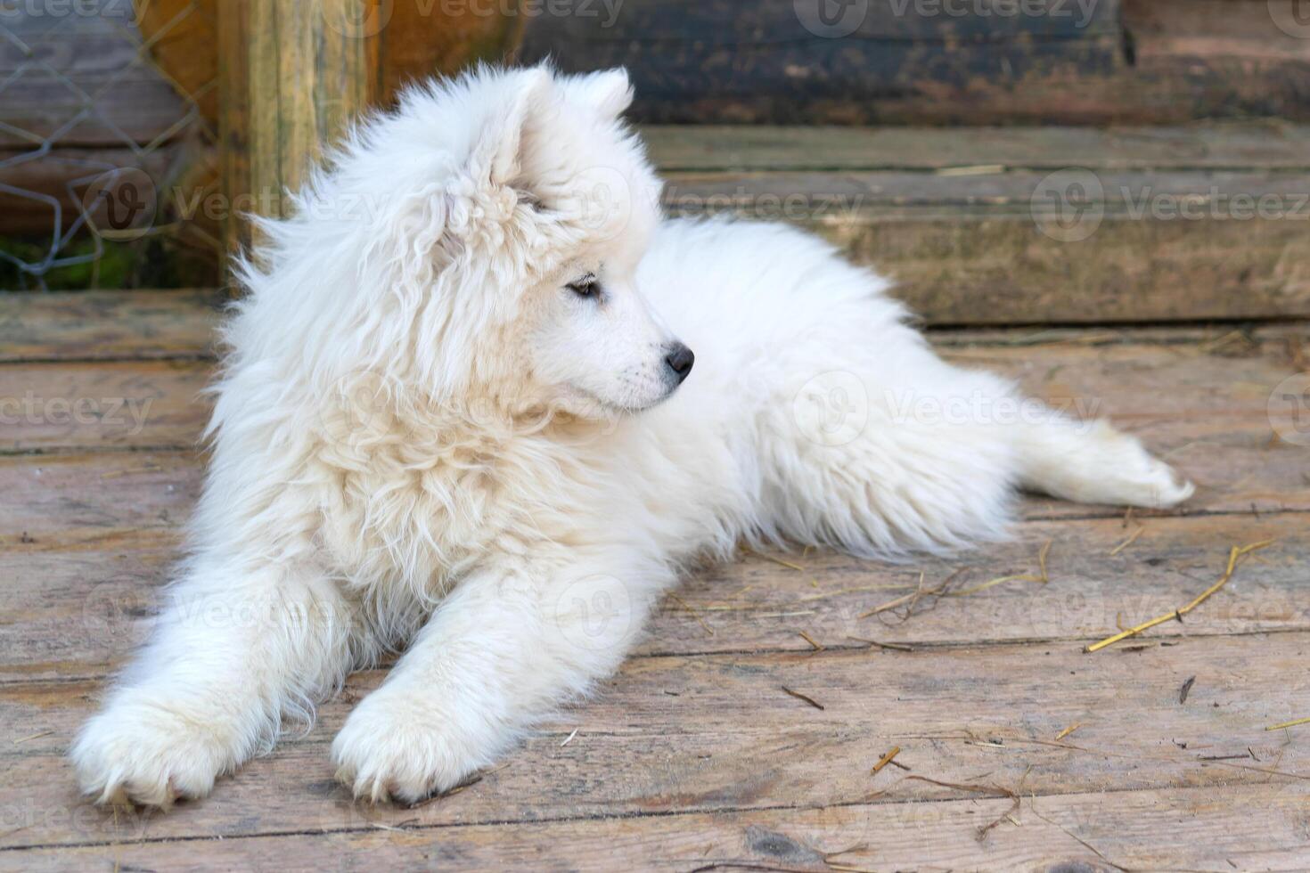 White Samoyed husky puppy. Friendly dogs with fluffy coat. photo