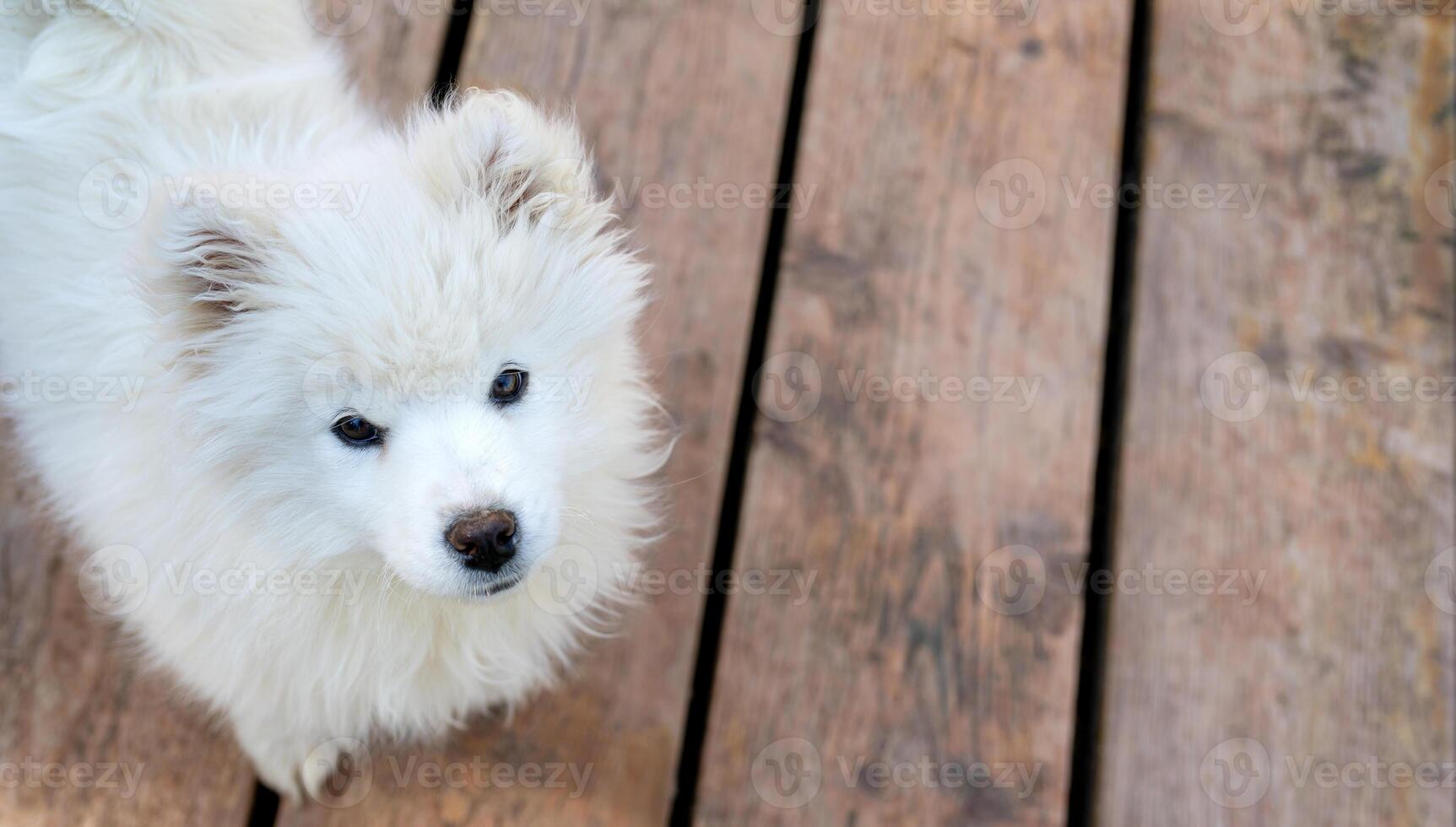 White Samoyed husky puppy. Friendly dogs with fluffy coat. photo