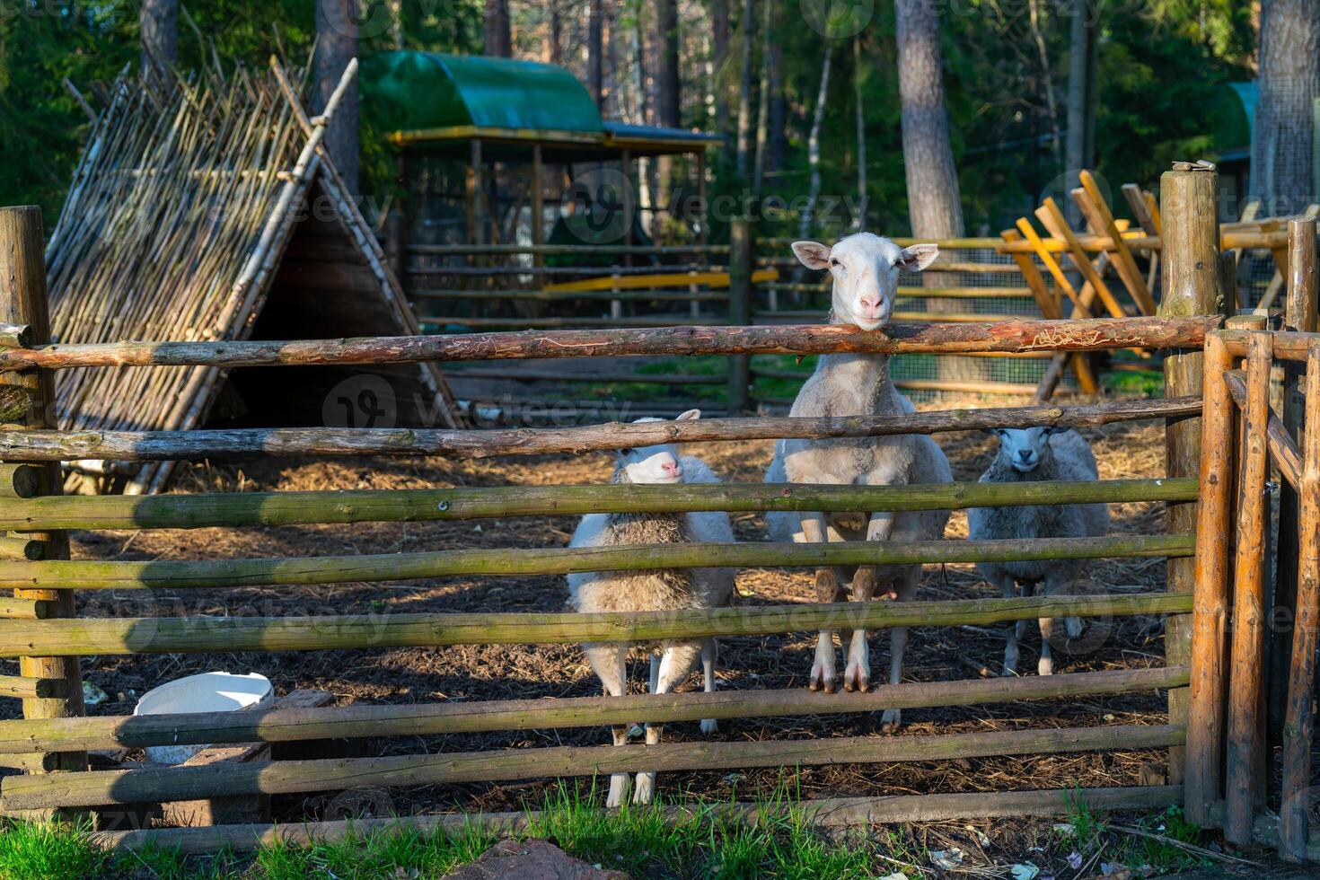 Sheep in the corral. Sheep pets on the farm. photo