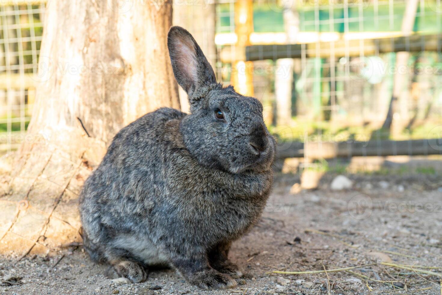 Cute fluffy rabbit. Pets on the farm in summer. photo