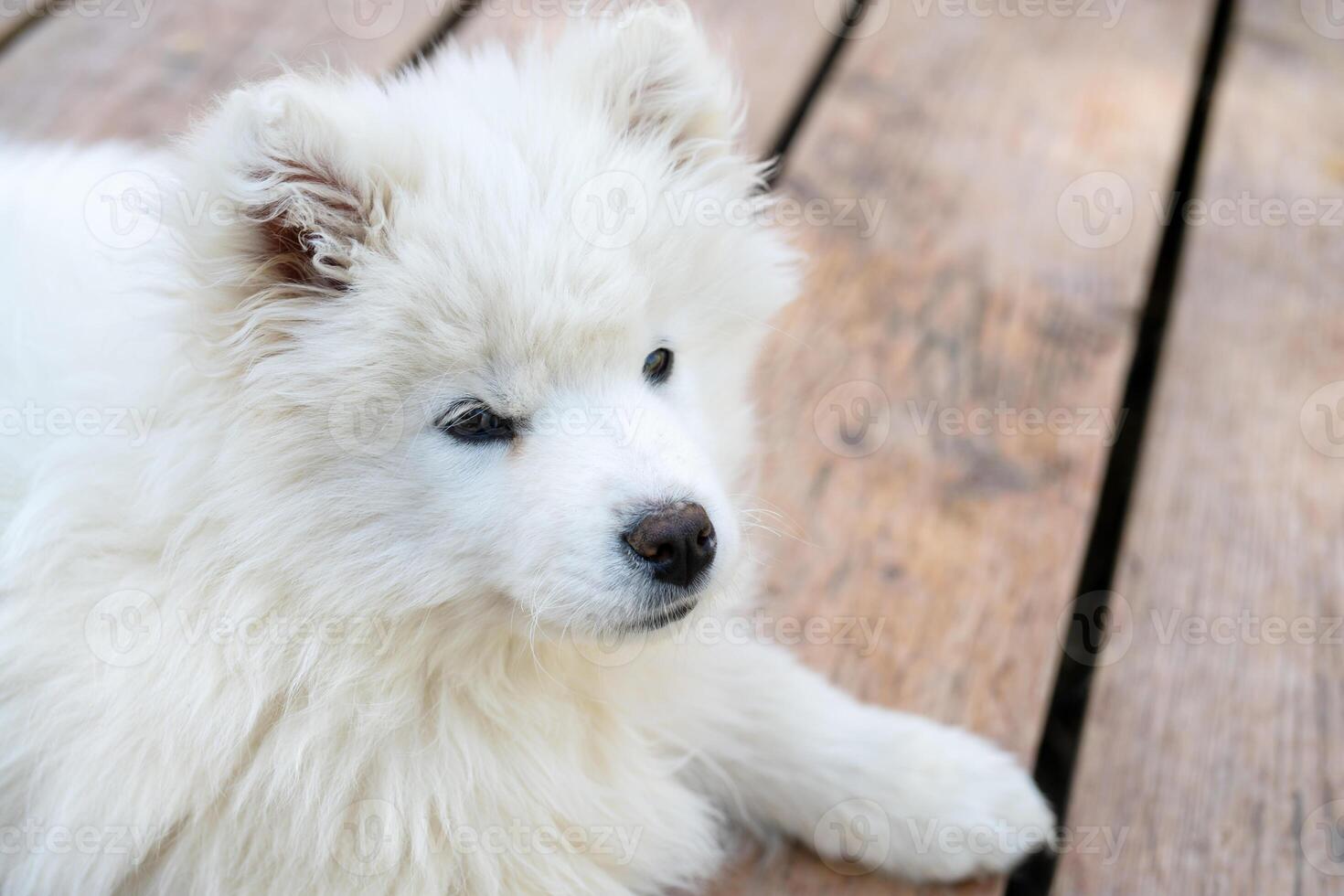 White Samoyed husky puppy. Friendly dogs with fluffy coat. photo