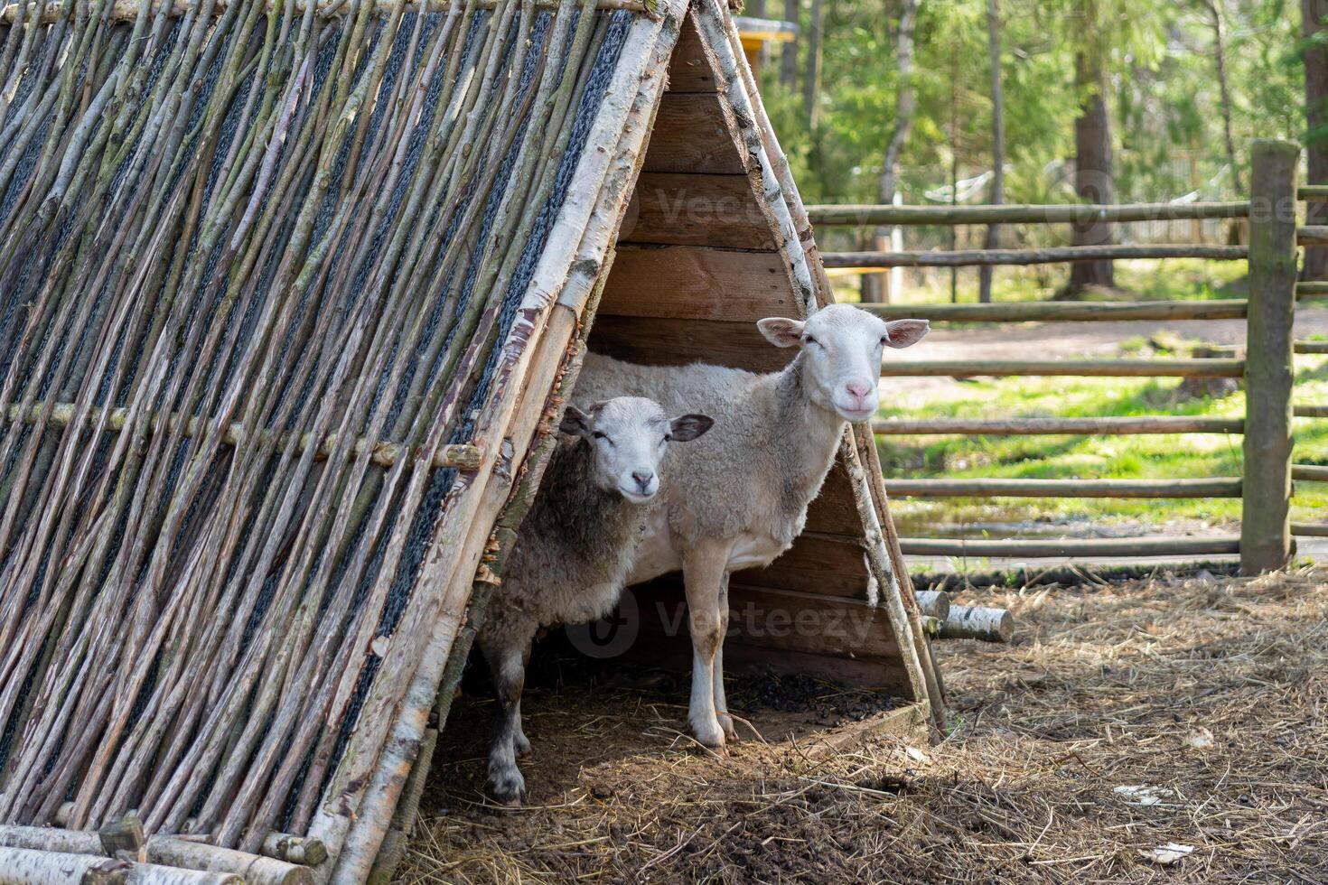 Sheep in the corral. Sheep pets on the farm. photo