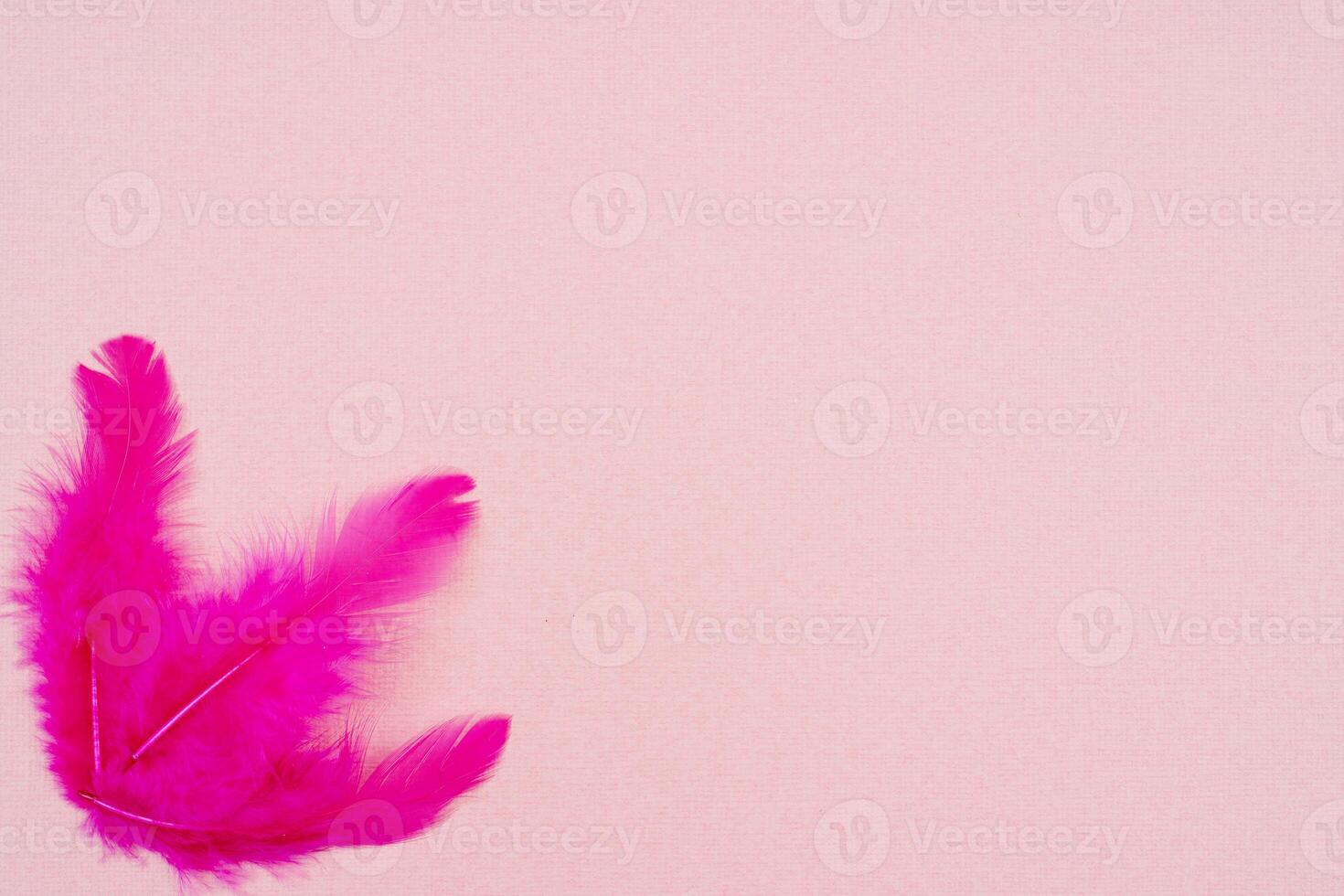 White and pink bird feathers on an abstract pink background. Holiday valentine's day greeting card. photo