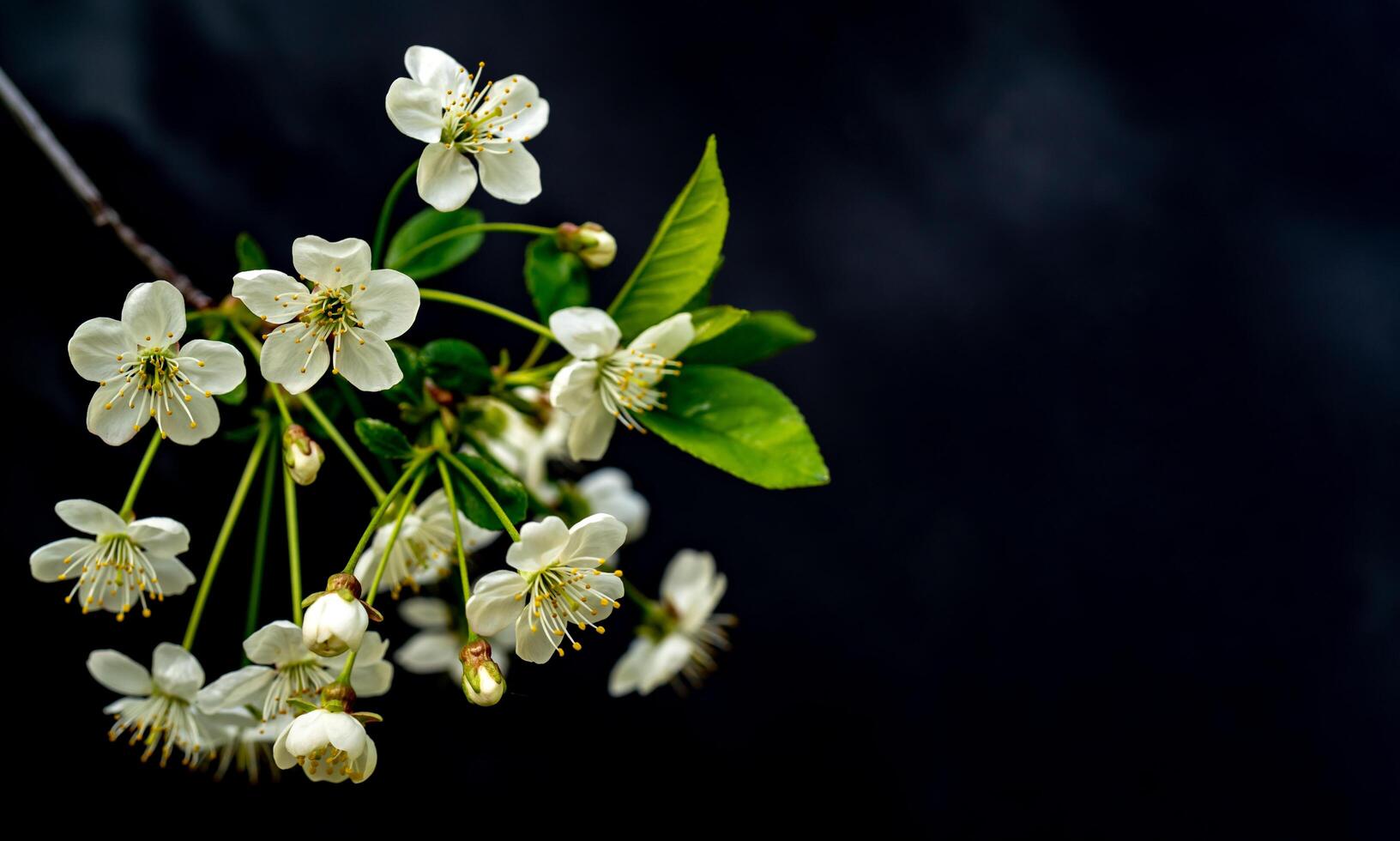 Blooming cherry branch. Spring white flowers. Wine tree in bloom. photo