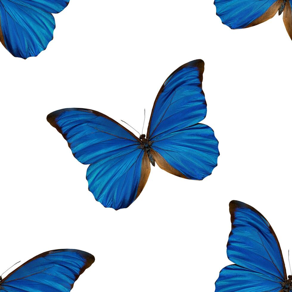 Seamless pattern of blue butterflies. Natural background of beautiful insects. photo