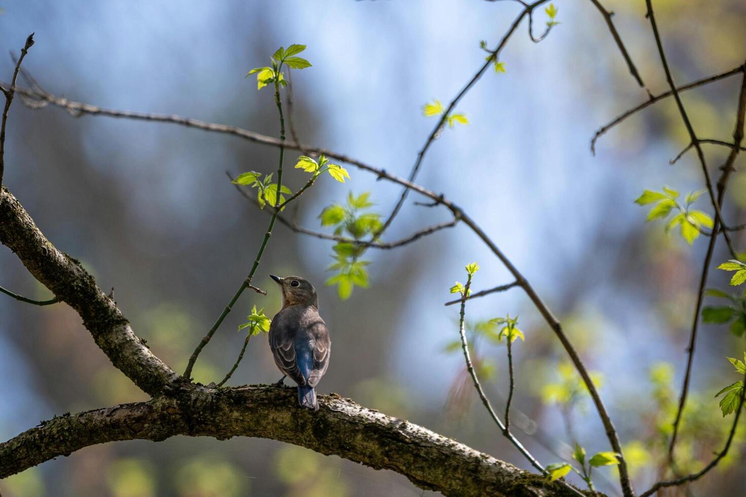 Timber Gaze Woodpeckers on Watch photo