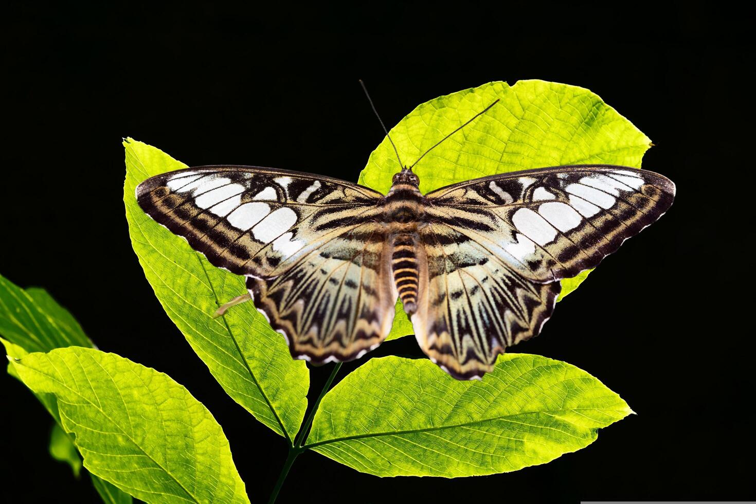 The Exquisite Beauty of a Leopard Butterfly Perched on a Leaf photo