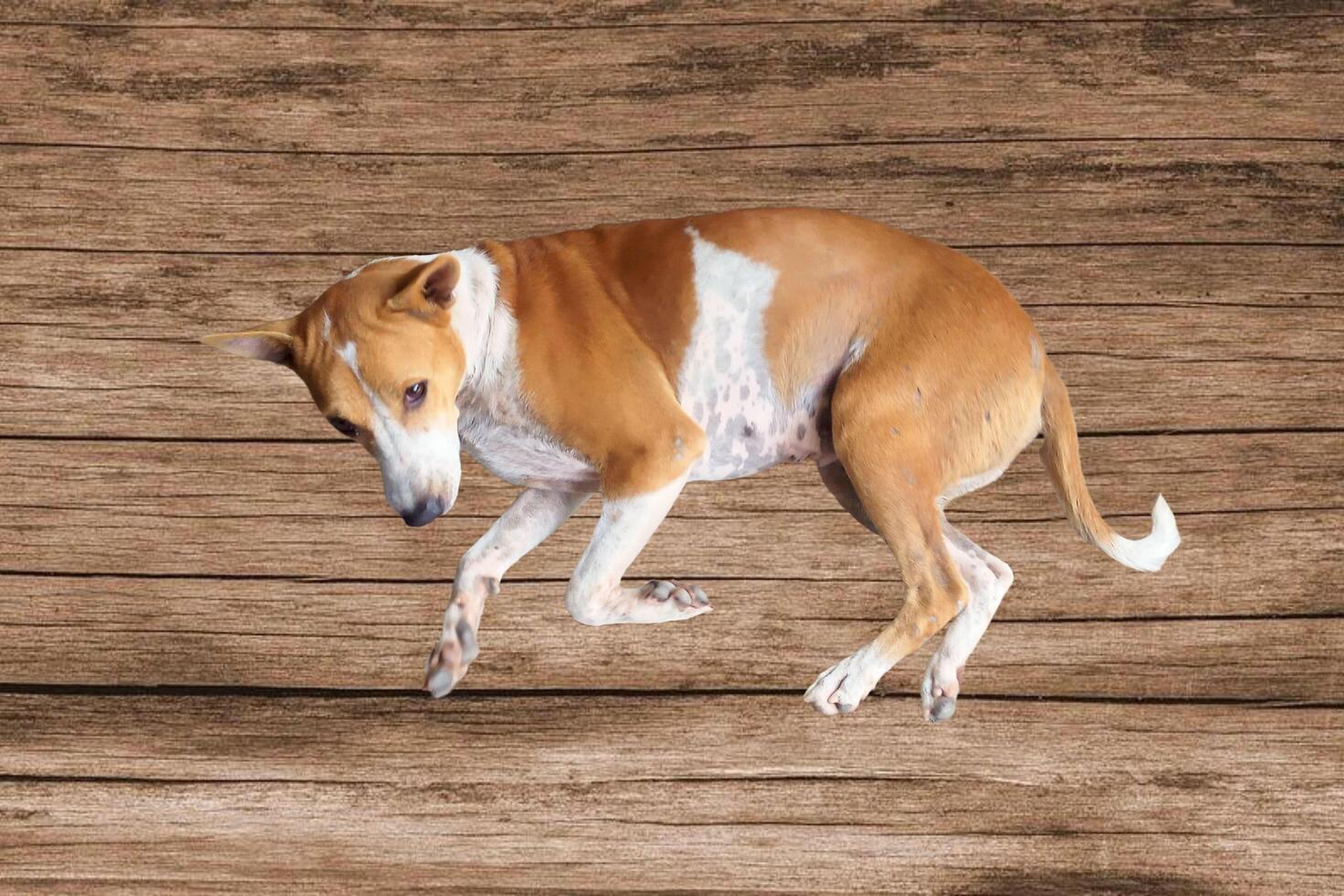 Adorable Essence Native Dog Charm photo