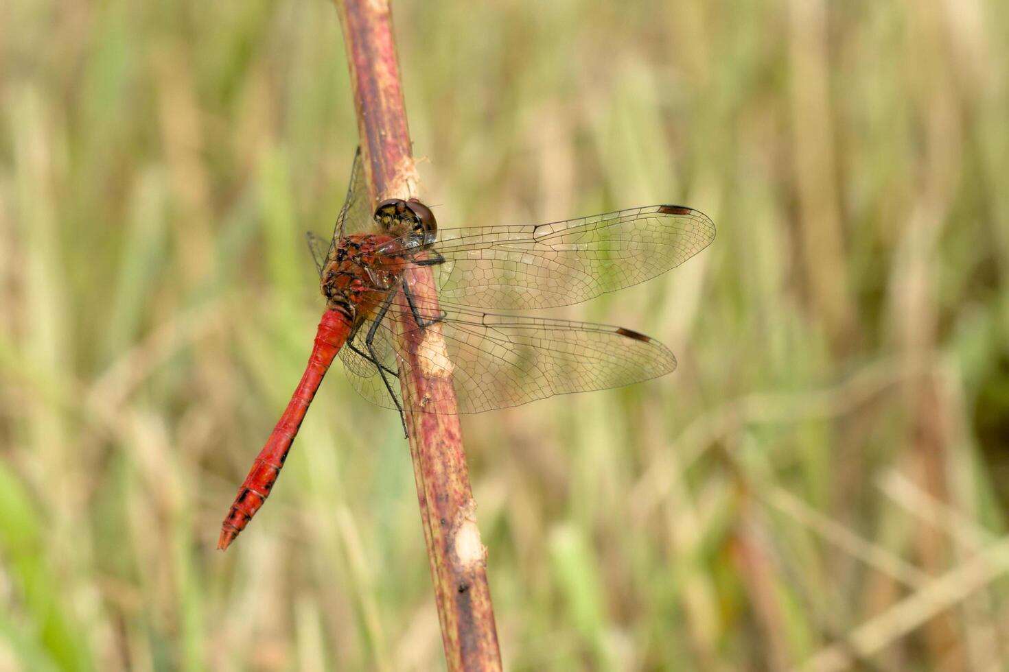 Dragonfly on a Branch photo