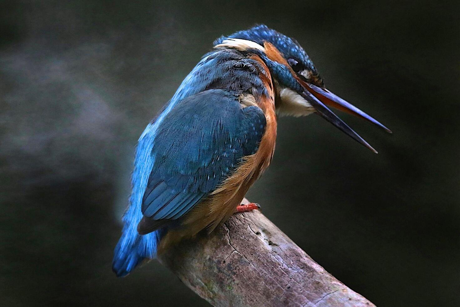 Busy rest of Kingfisher photo