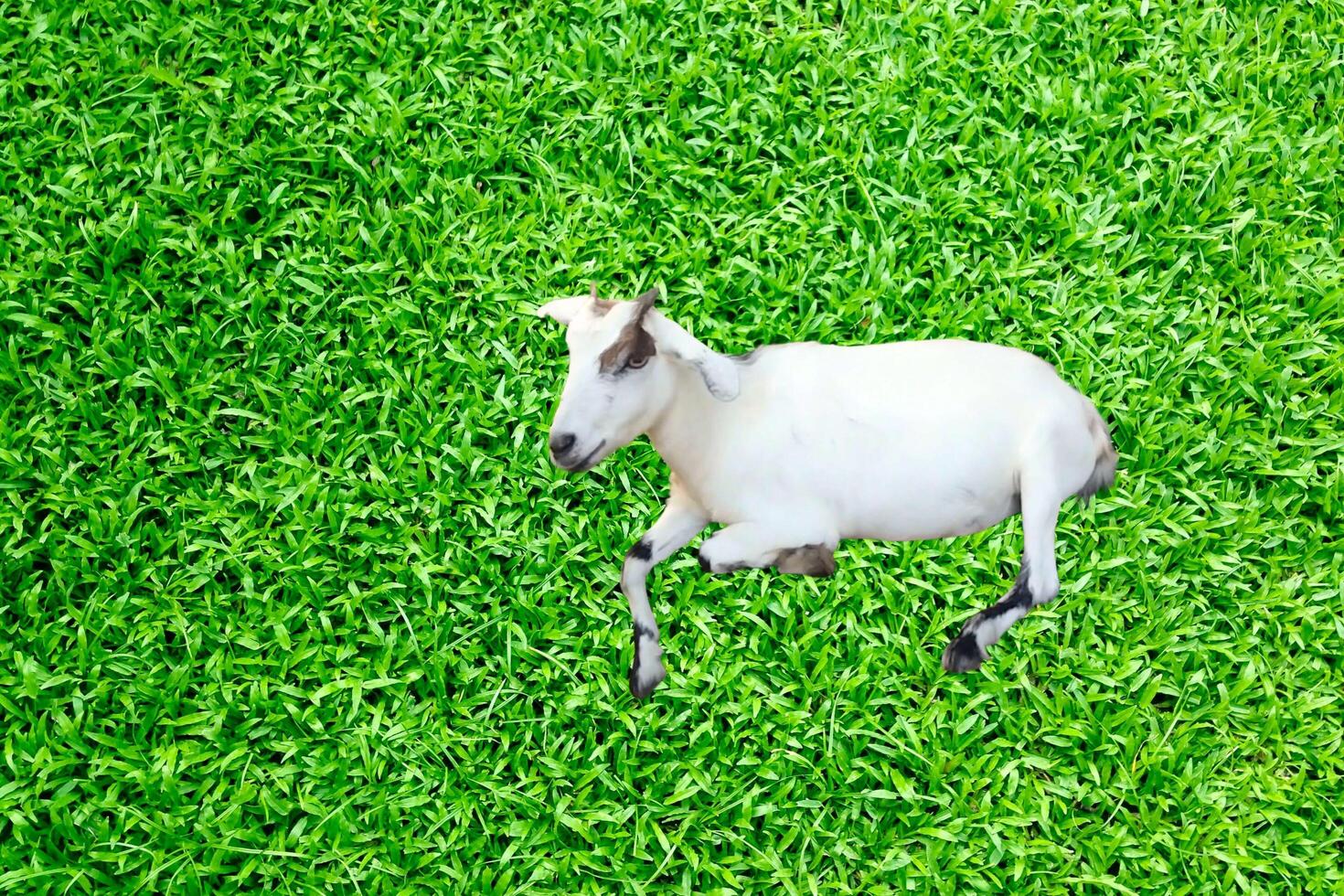 Dreams on the White Goat Grass photo