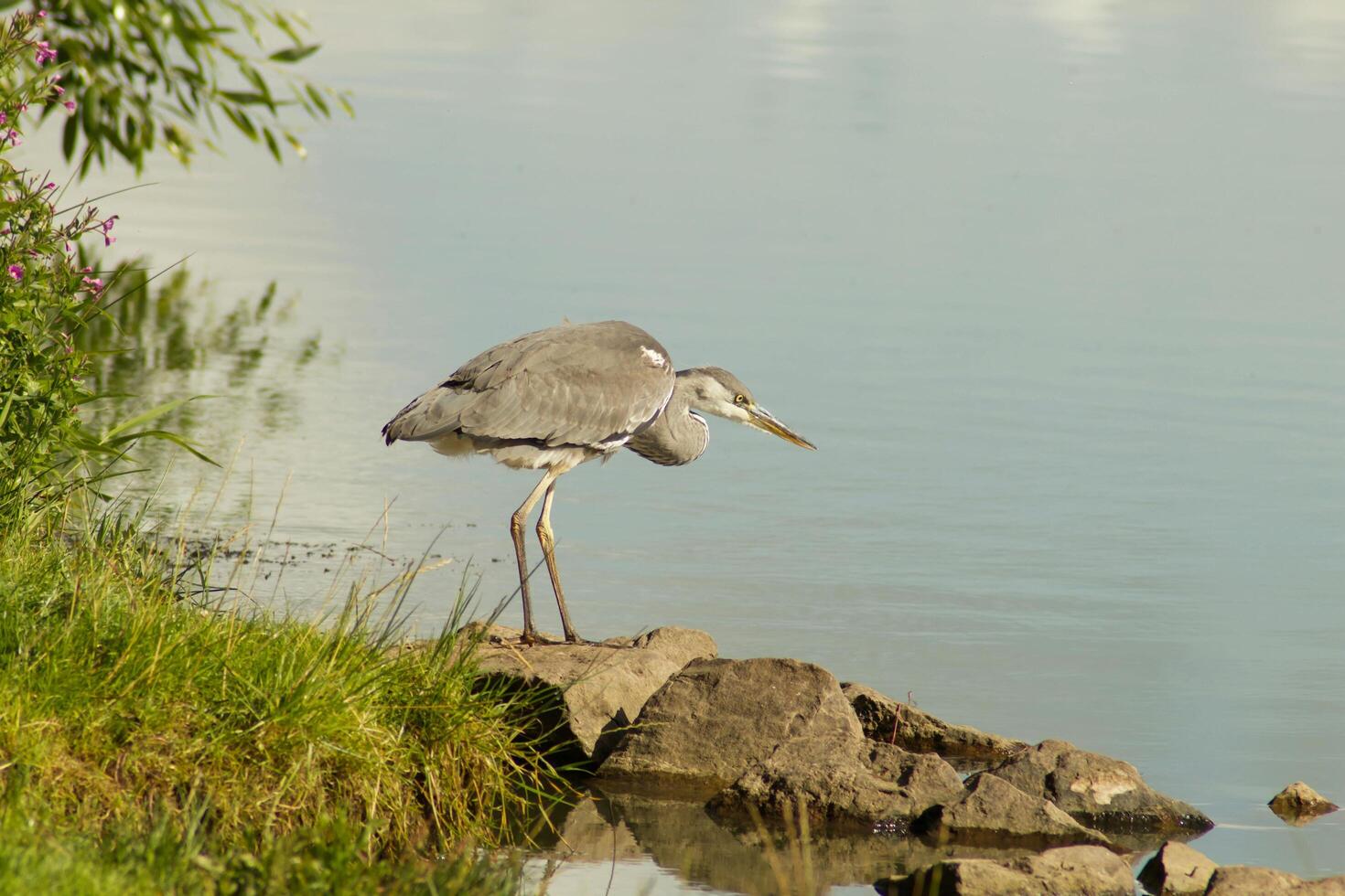 Riverside Vigil Herons Awaiting Prey photo
