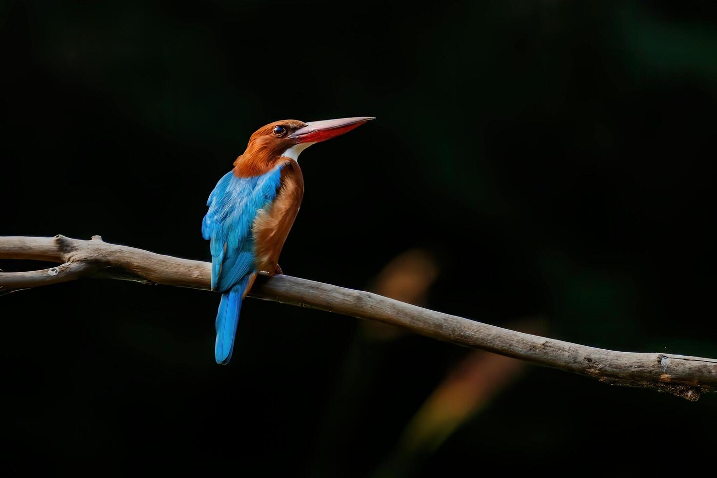 Twilight Sentinel Kingfisher on the Branch photo