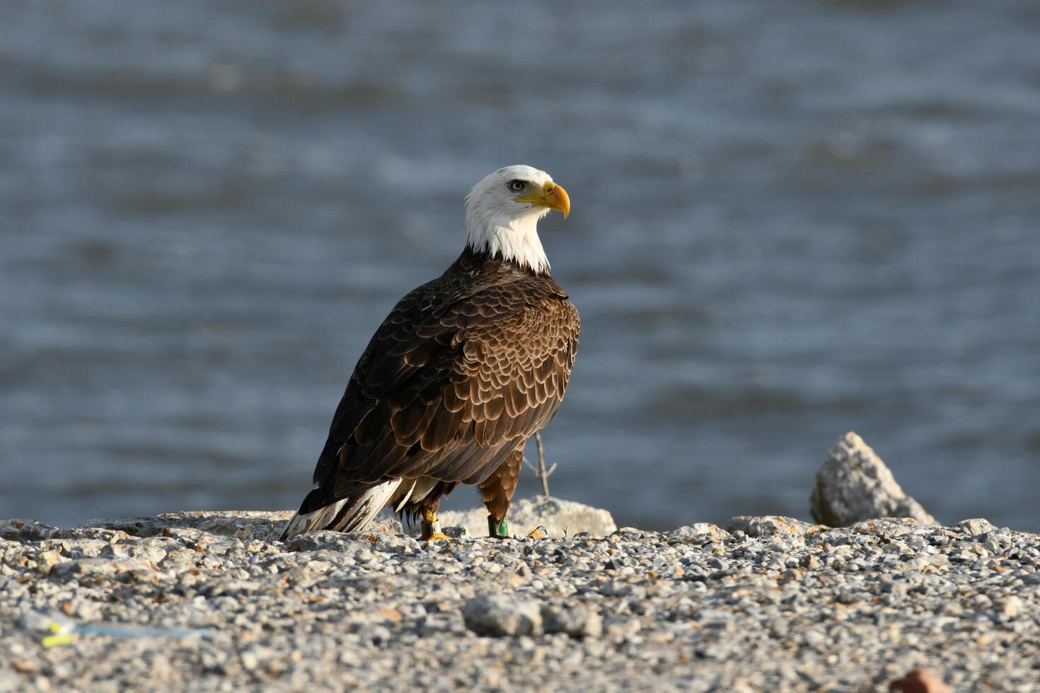 Eagle Standing on the Beach photo