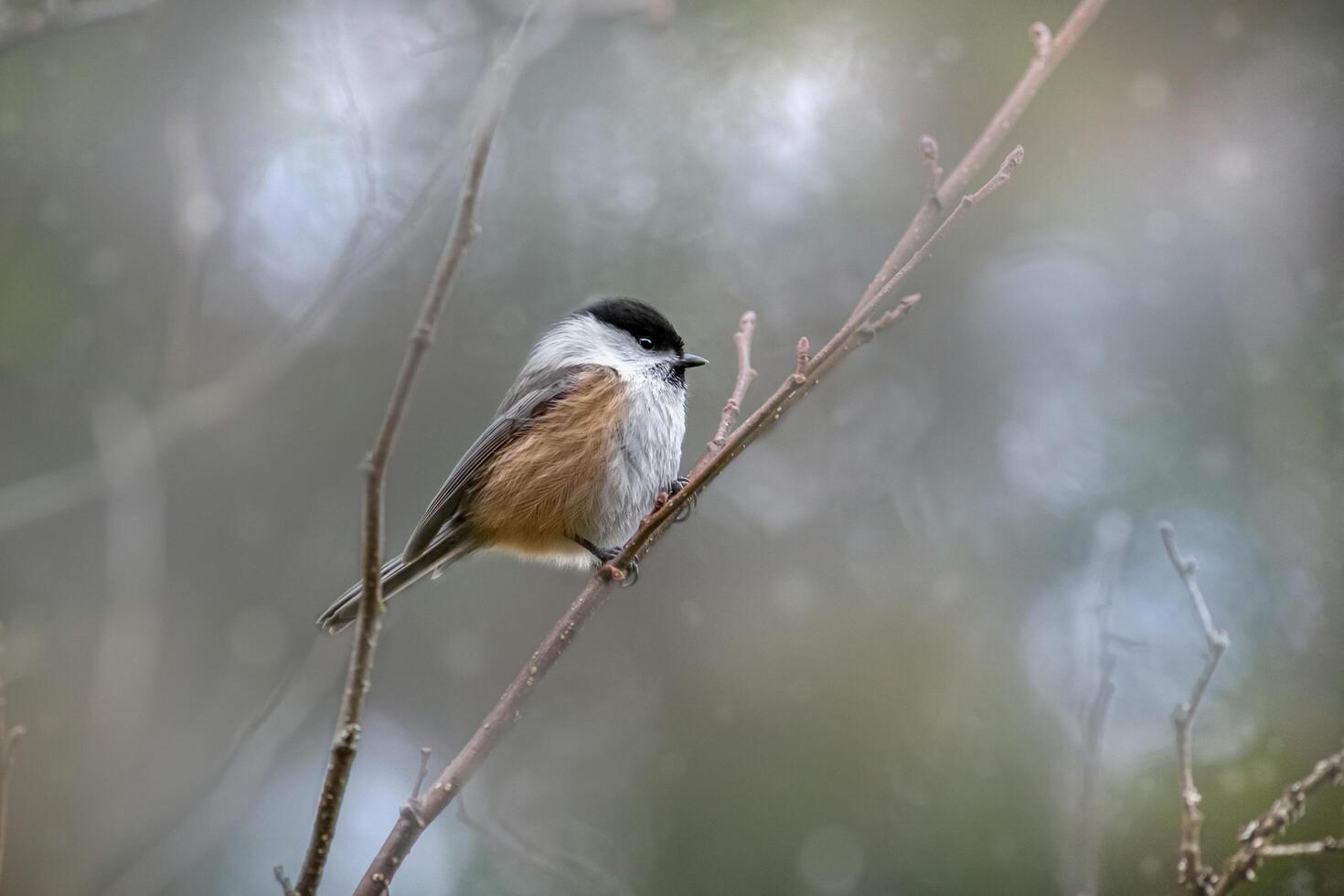 The Sparrows Serene Stillness photo