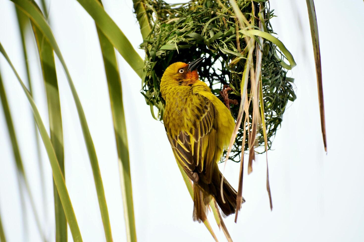 Threads of Home The Weaver Who Crafts Bird Nests photo