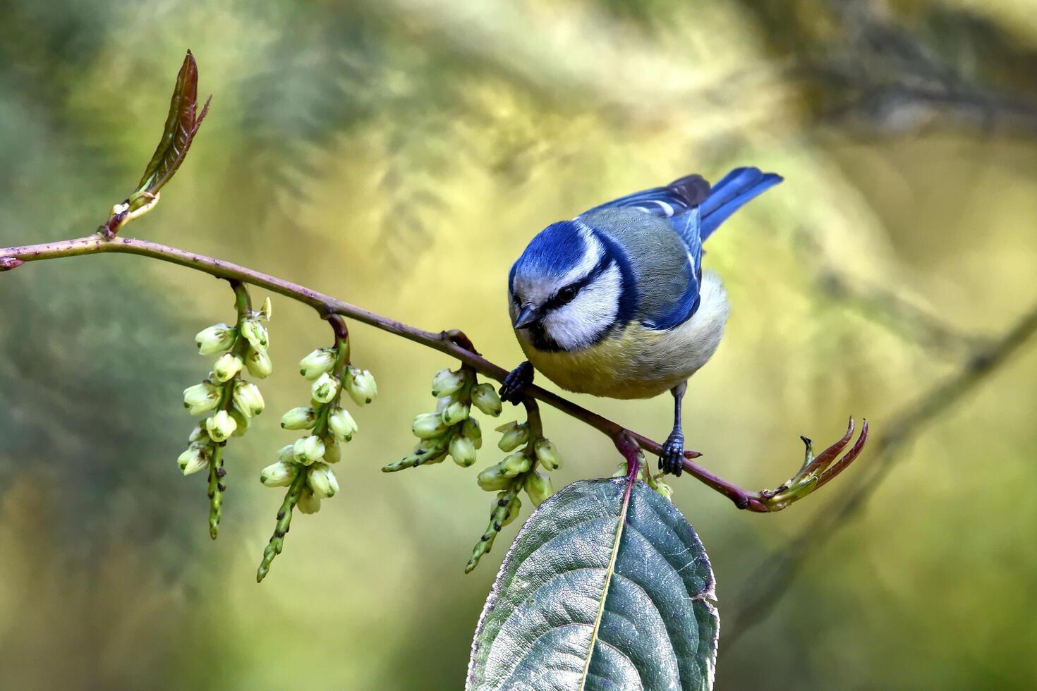 Fruitful Encounters The Myna's Perch photo