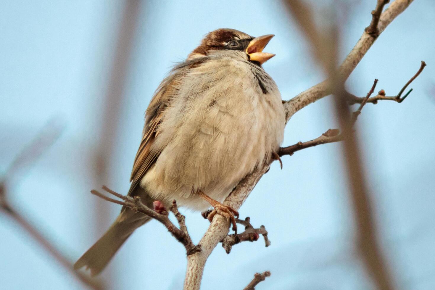Silent Chirps The Sparrow's Whisper photo