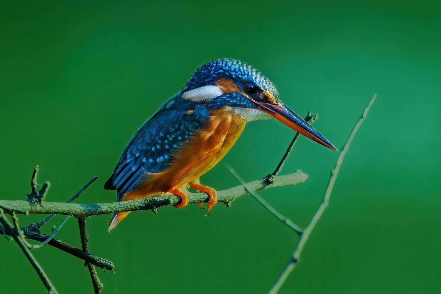 Kingfisher's Perspective A Glimpse Below photo