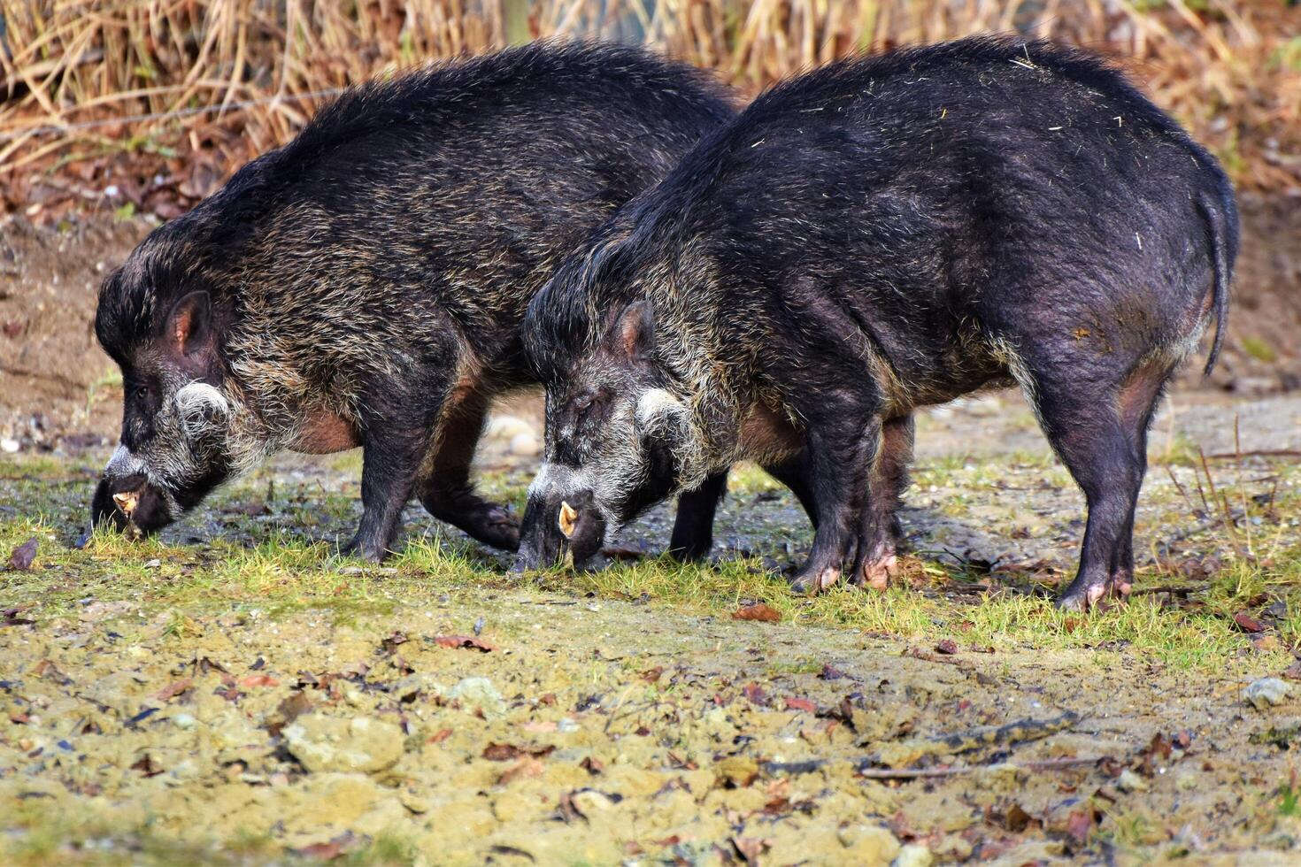 Foraging Together Two Wild Boars in Search of Sustenance photo