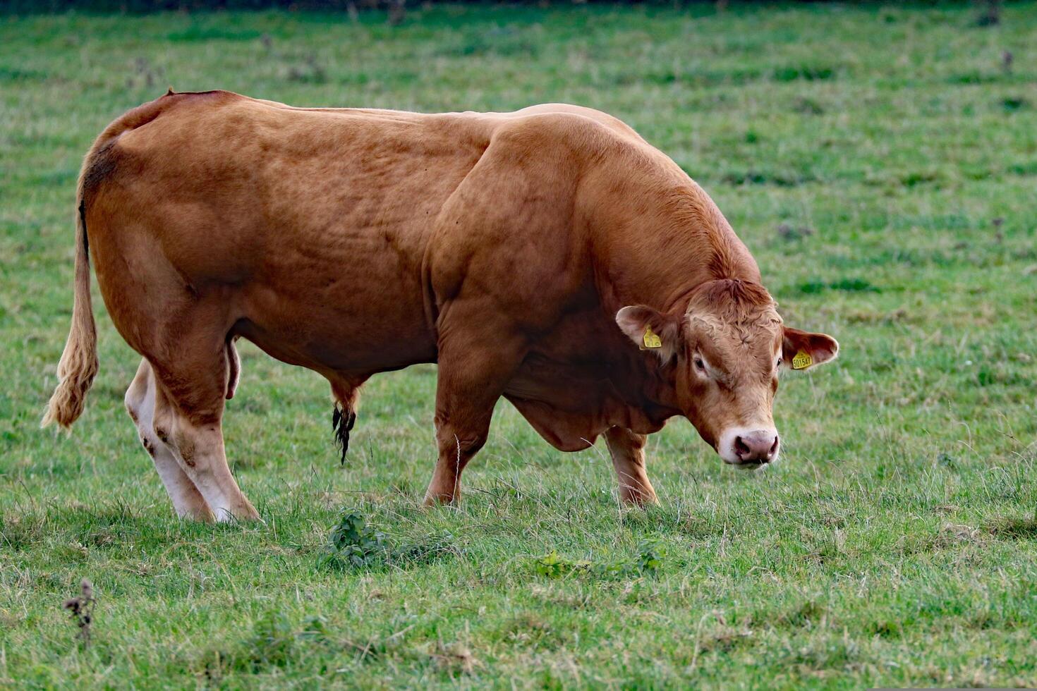 Silent Vigil Bull Cows Standing in the Field photo