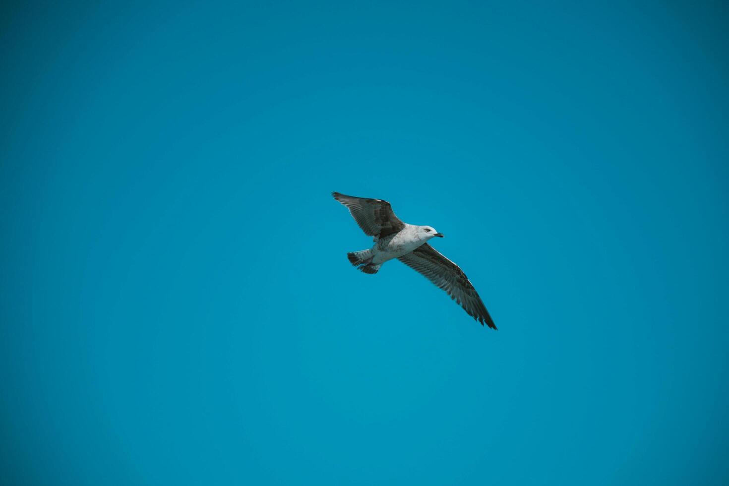Seabirds Joy Dancing Among the Clouds with Wings Spread Wide photo