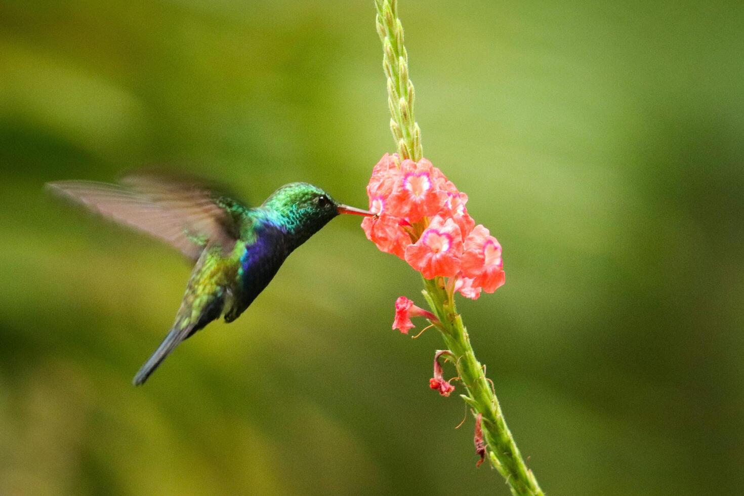 Zephyr Nectar The Essence of Hummingbird Haven photo