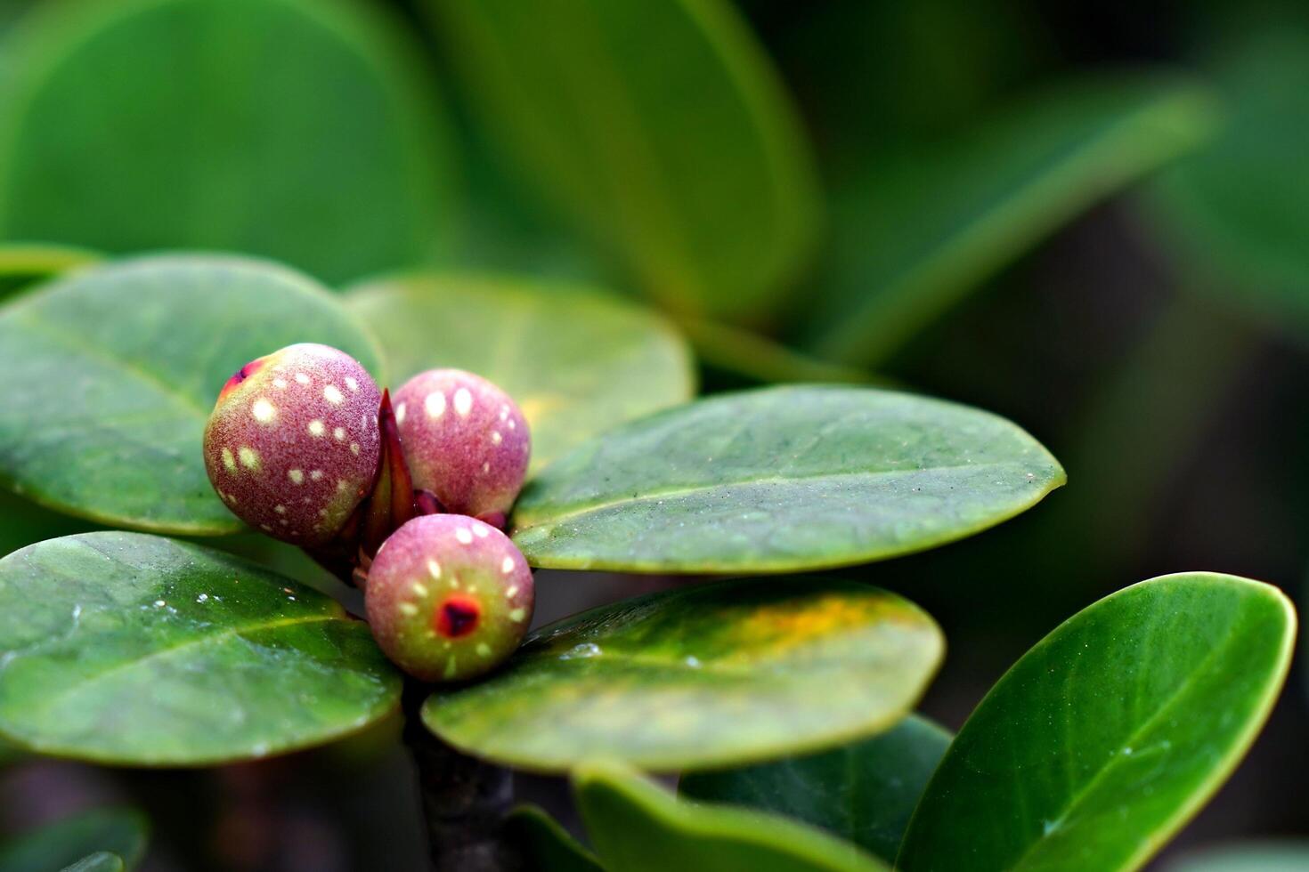 Green Leaf Fruit Unique Beauty photo