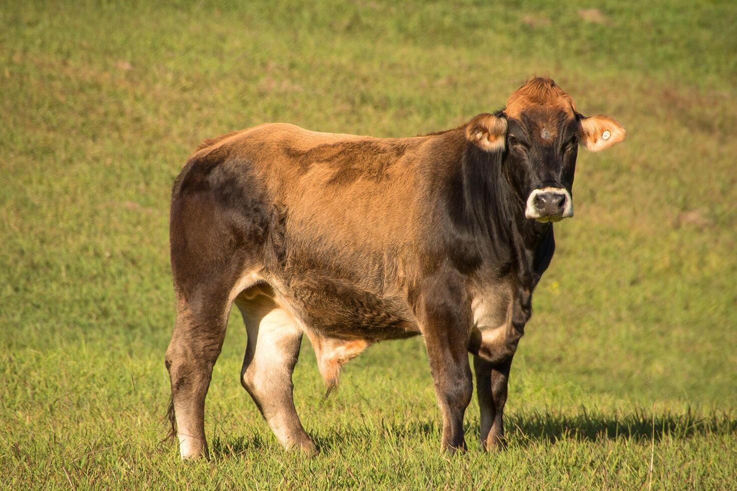 Majestic Bull Standing Tall in the Field photo
