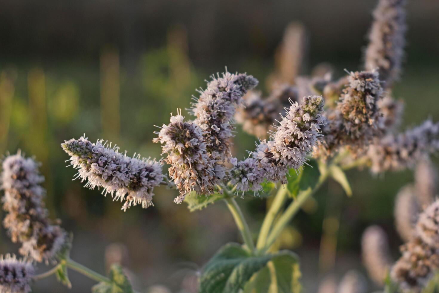 The Aesthetic Beauty of Herbal Flowers photo
